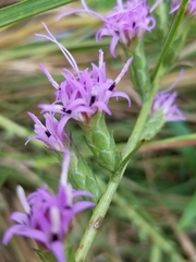 Liatris bracteata