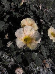 Oxalis pulchella