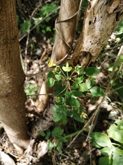 Oxalis frutescens