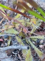 Drosera aliciae
