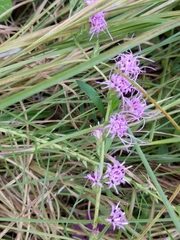 Liatris bracteata