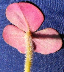 Oxalis pulchella