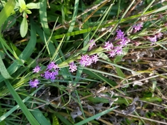 Liatris bracteata