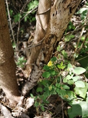 Oxalis frutescens