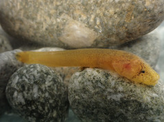 Gouania willdenowi