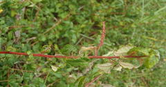 Acalypha capensis