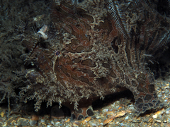 Antennarius scaber