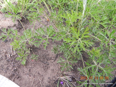 Geranium multisectum