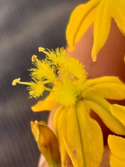 Bulbine latifolia