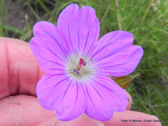 Geranium multisectum