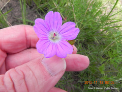 Geranium multisectum