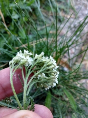 Achillea pannonica