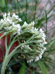 Achillea pannonica