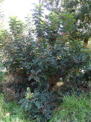 Tracheophyta