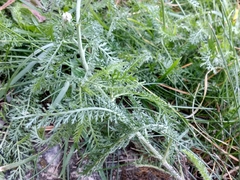 Achillea pannonica
