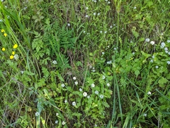 Plectritis macrocera