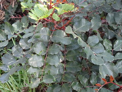 Tracheophyta