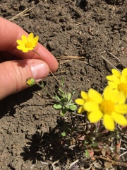 Crocidium multicaule