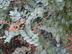 Tracheophyta