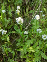 Plectritis macrocera