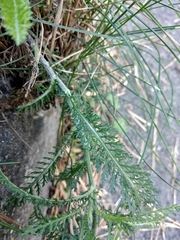 Achillea pannonica