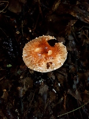 Agaricineae