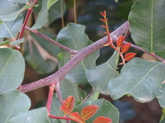 Tracheophyta