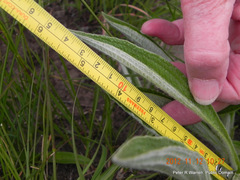 Helichrysum pallidum