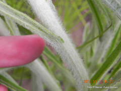 Helichrysum pallidum