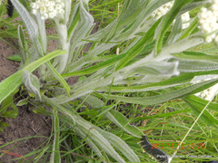 Helichrysum pallidum