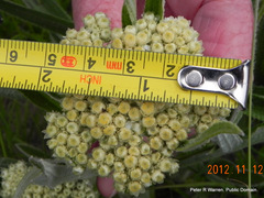 Helichrysum pallidum