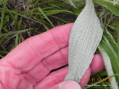 Helichrysum pallidum