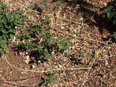 Lantana camara