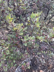 Arctostaphylos morroensis