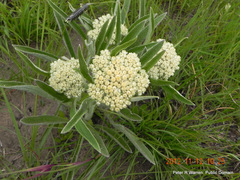 Helichrysum pallidum