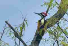 Chrysocolaptes festivus