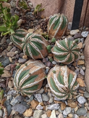 Euphorbia obesa