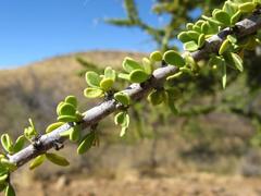Boscia foetida foetida