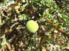Boscia foetida foetida