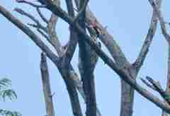 Chrysocolaptes festivus