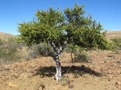 Boscia foetida foetida