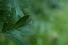 Chrysopilus asiliformis