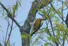 Chrysocolaptes festivus