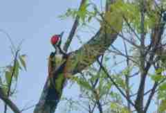 Chrysocolaptes festivus