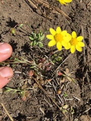 Crocidium multicaule