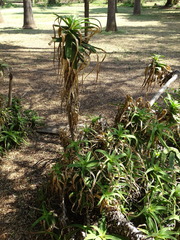 Aloe