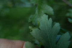 Phyllocoptes goniothorax