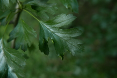 Phyllocoptes goniothorax