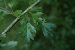 Phyllocoptes goniothorax