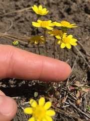Crocidium multicaule